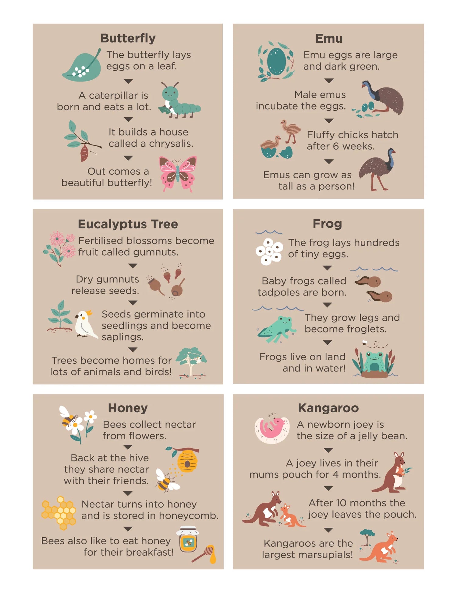 Wooden Nature Life Cycle Blocks